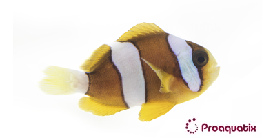 Clarkii Clownfish