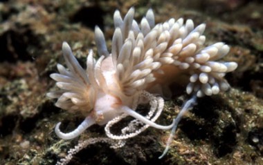 Berghia Nudibranch