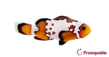 Bullet Hole Clownfish