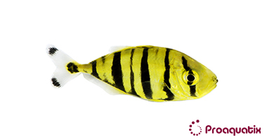 Golden Trevally