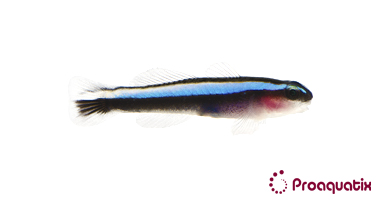 Blue Neon Goby