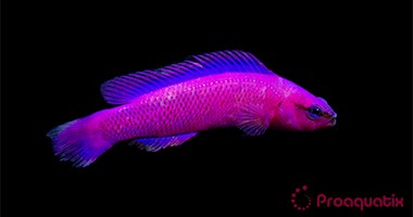 Orchid Dottyback