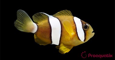 Pearl-Eye Clarkii Clownfish