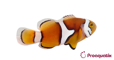 Percula Clownfish