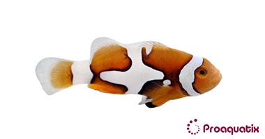 Clownfish - Proaquatix