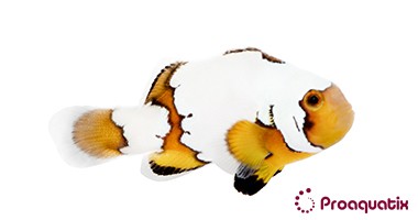 Clownfish - Proaquatix