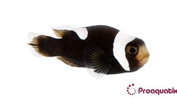 normal clownfish archives proaquatix