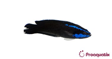 Springeri Dottyback