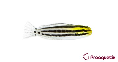 Striped Blenny