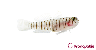 Tiger Goby