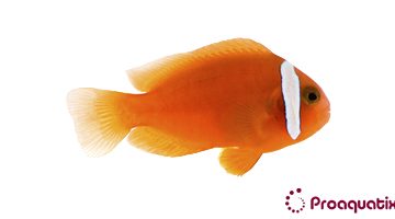amphiprion frenatus archives proaquatix