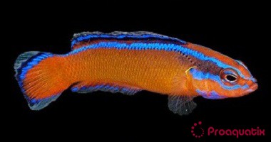 Neon Dottyback