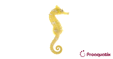 Yellow Erectus Seahorse