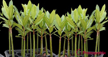 Red Mangrove Propagule