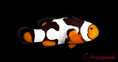 Onyx Picasso (Amphiprion percula)