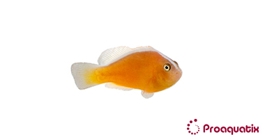 Orange Skunk Clownfish