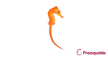 Orange Kuda Seahorse