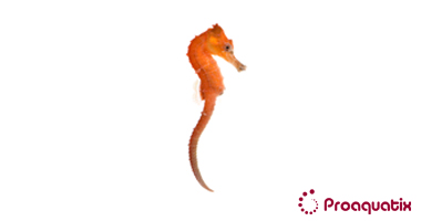 Red Kuda Seahorse