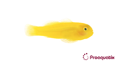 Yellow Clown Goby  (Gobiodon okinawae)