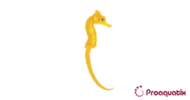 Yellow Kuda Seahorse