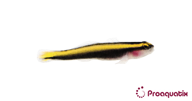 Yellow Line Goby