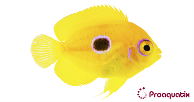 Lemonpeel_Angel_Juvenile_big_color
