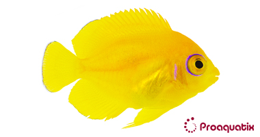 Lemonpeel Angelfish