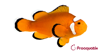 Extreme Misbar Ocellaris (Amphiprion ocellaris)