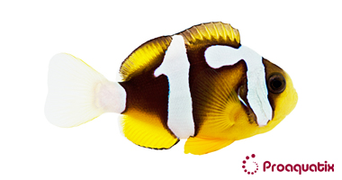 Galaxy_Clarkii_big_color