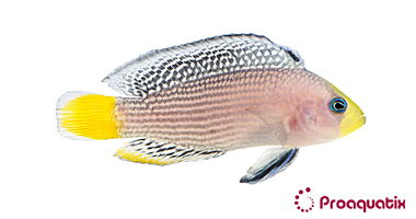 Splendid_Dottyback_big_color