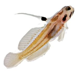 Yasha Goby (Stonogobiops Yasha)