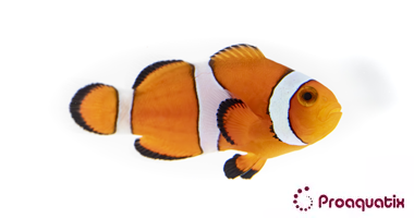 Ocellaris Clownfish