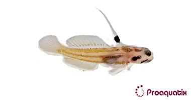 Yasha Goby 300